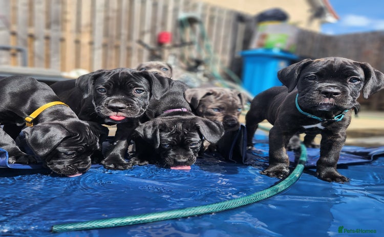 Cane Corso dogs - Advert 1