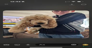 Cocker Spaniel dogs - Advert 9