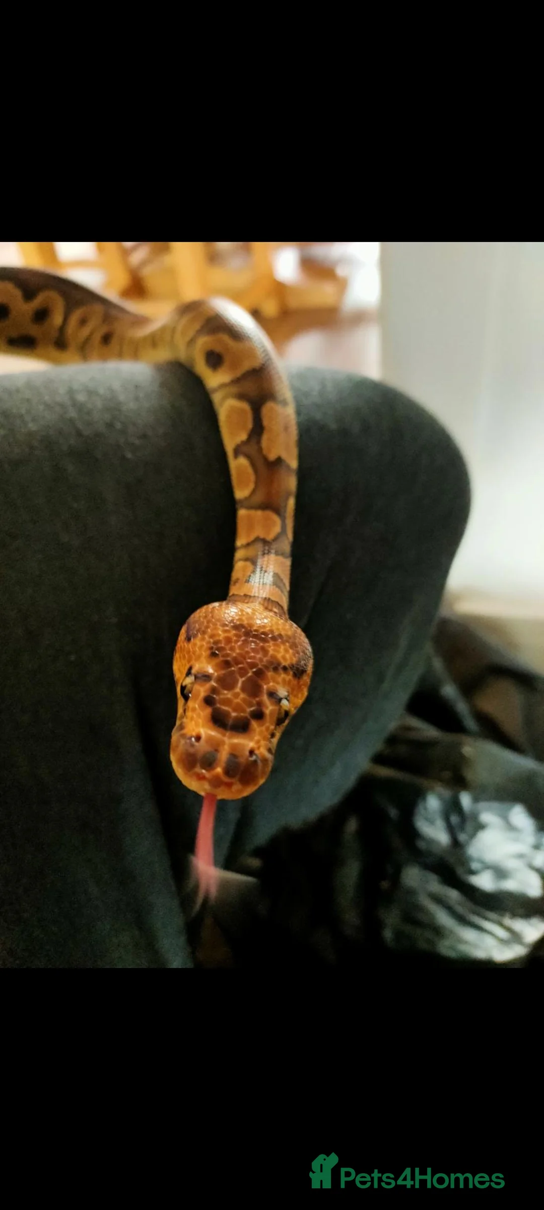 Python Snake reptiles for sale: Royal Python  - Advert 1