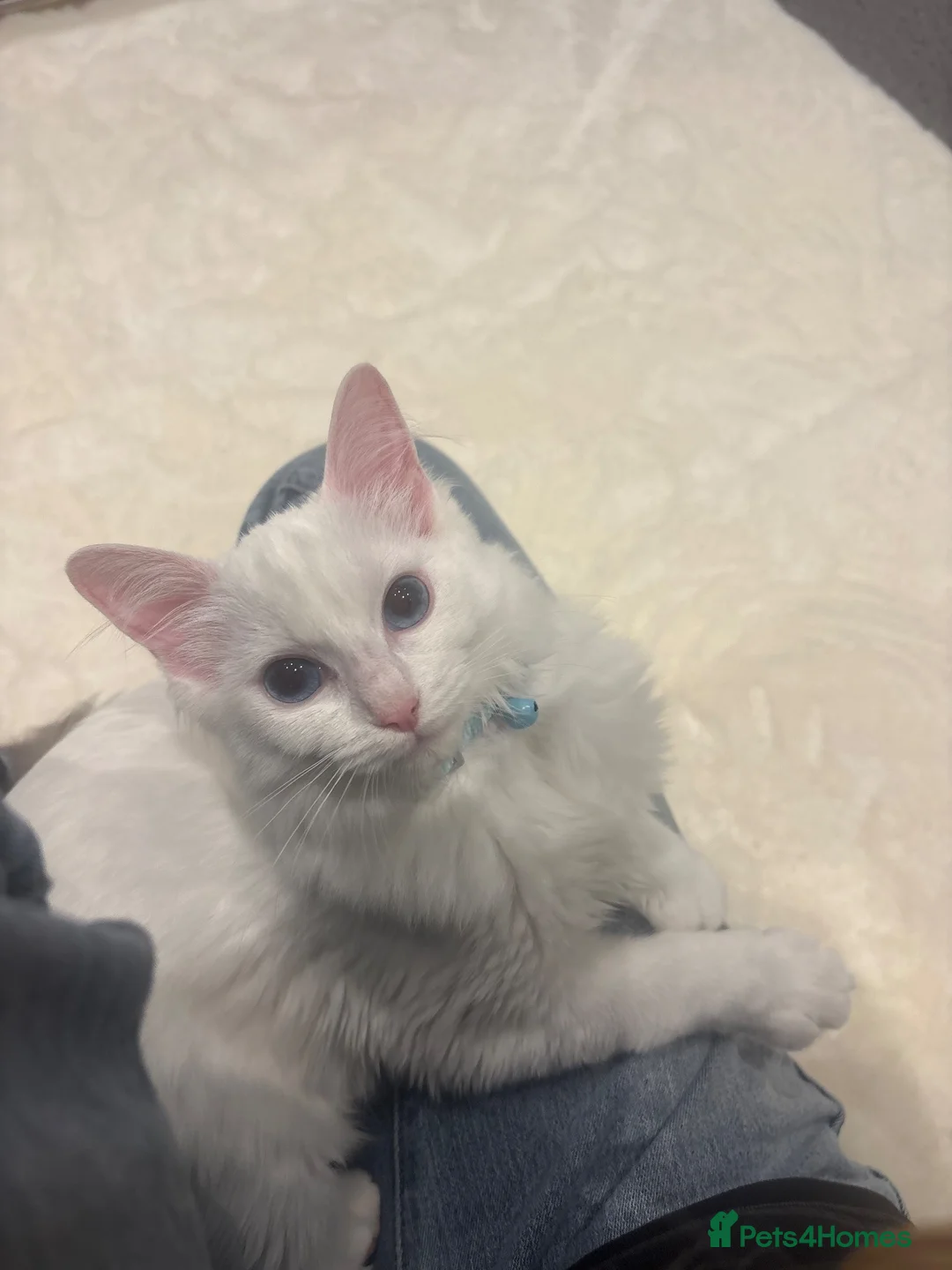 Ragdoll cats for sale: Gorgeous Lilac bi colour Ragdoll in London - Advert 6