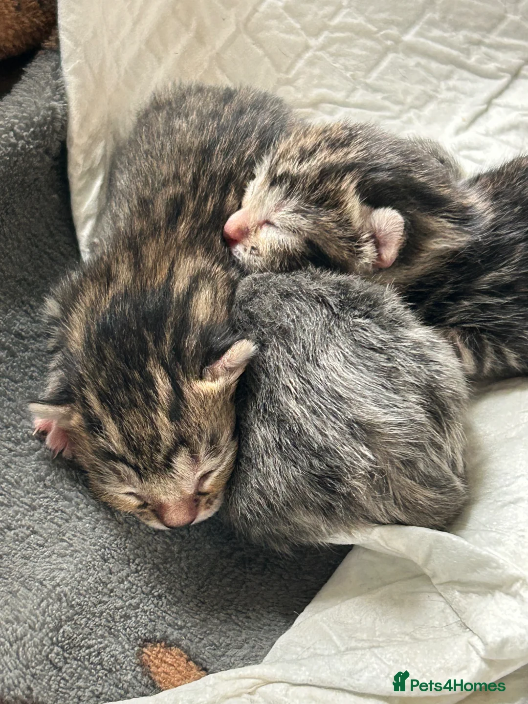 Mixed Breed cats for sale: 3 beautiful kittens for sale  in Ormskirk - Advert 9
