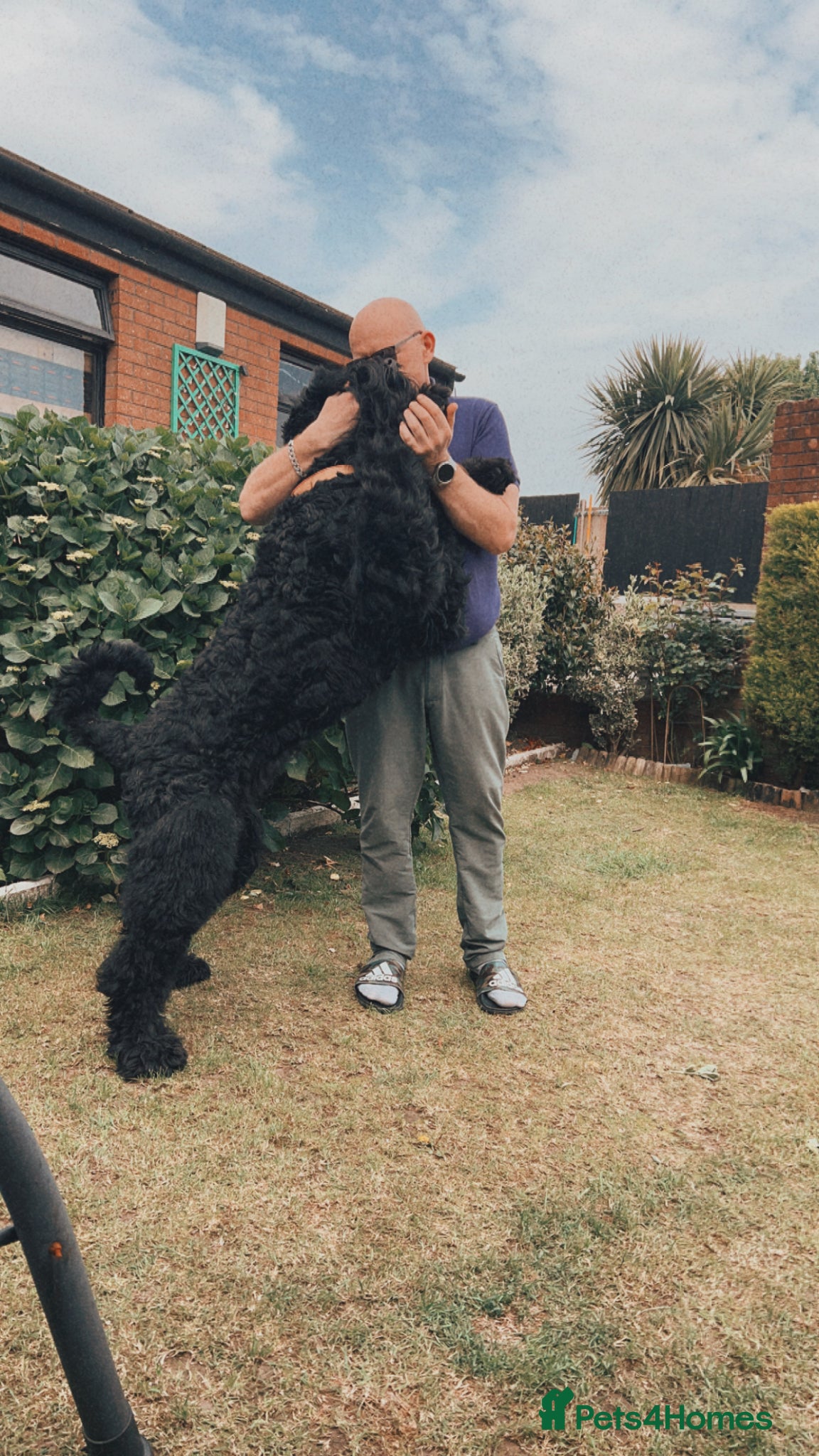 Mixed Breed dogs for sale: Lab mixed with Black Russian terrier  - Advert 3