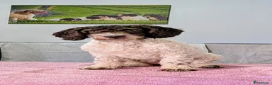Belaia