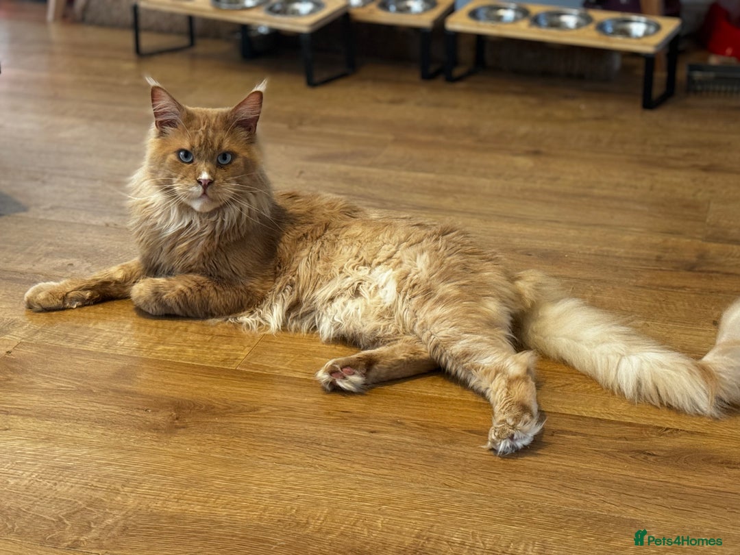 Maine Coon cats for sale: Maine coon kittens  - Advert 12