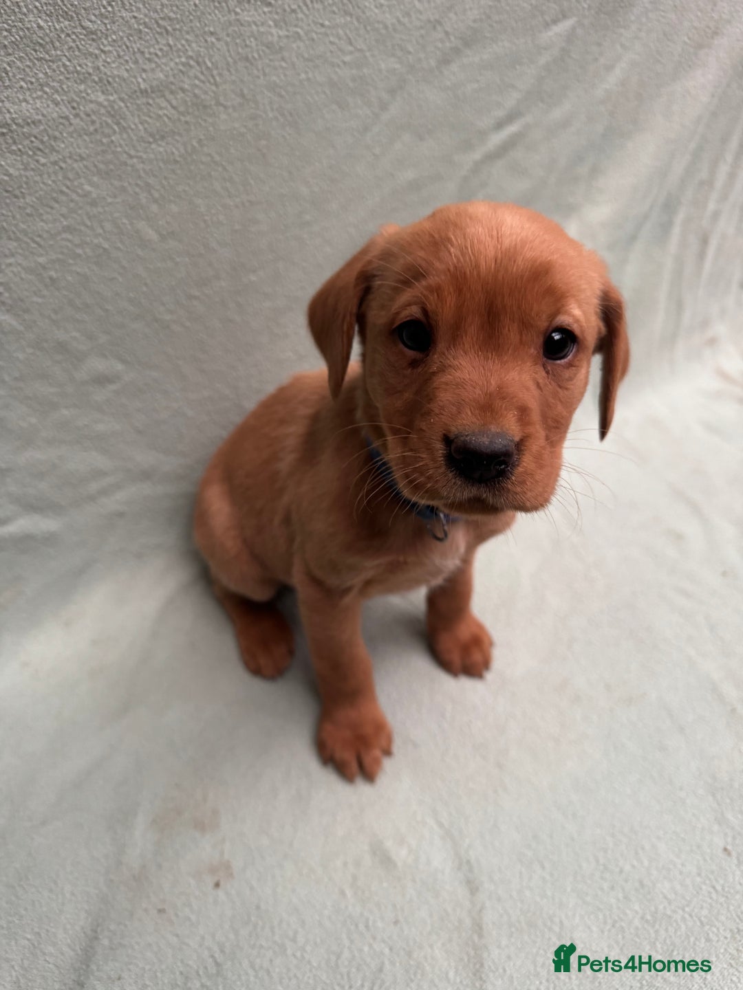 Labrador Retriever dogs for sale: Fox red Labrador puppies.  - Advert 7