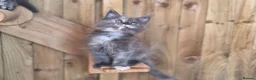 Maine Coon cats for sale: Pure Bred Maine Coon Kittens - Advert 12