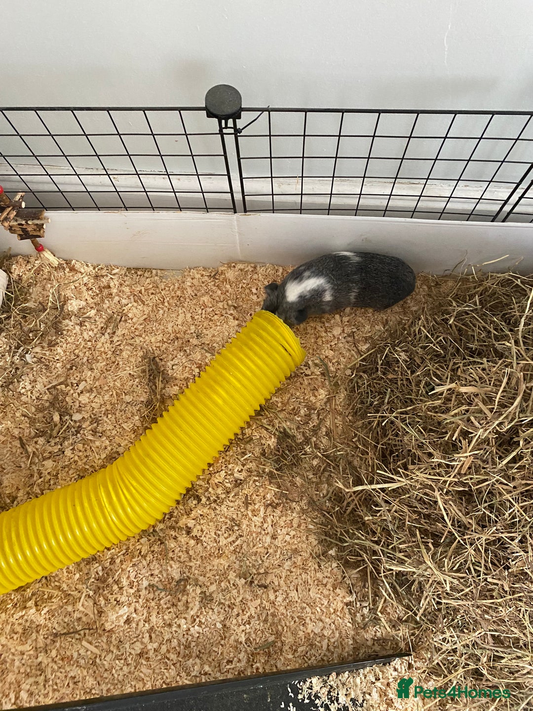 Guinea Pig rodents for sale: Female bonded trio  - Image 9