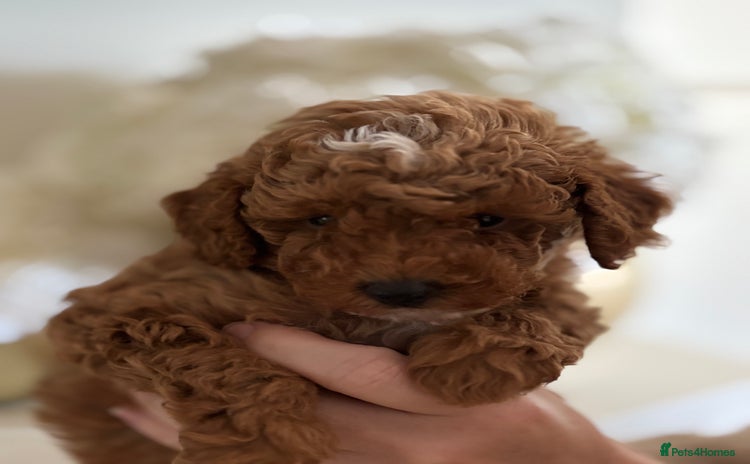 Toy Poodle dogs - Advert 16