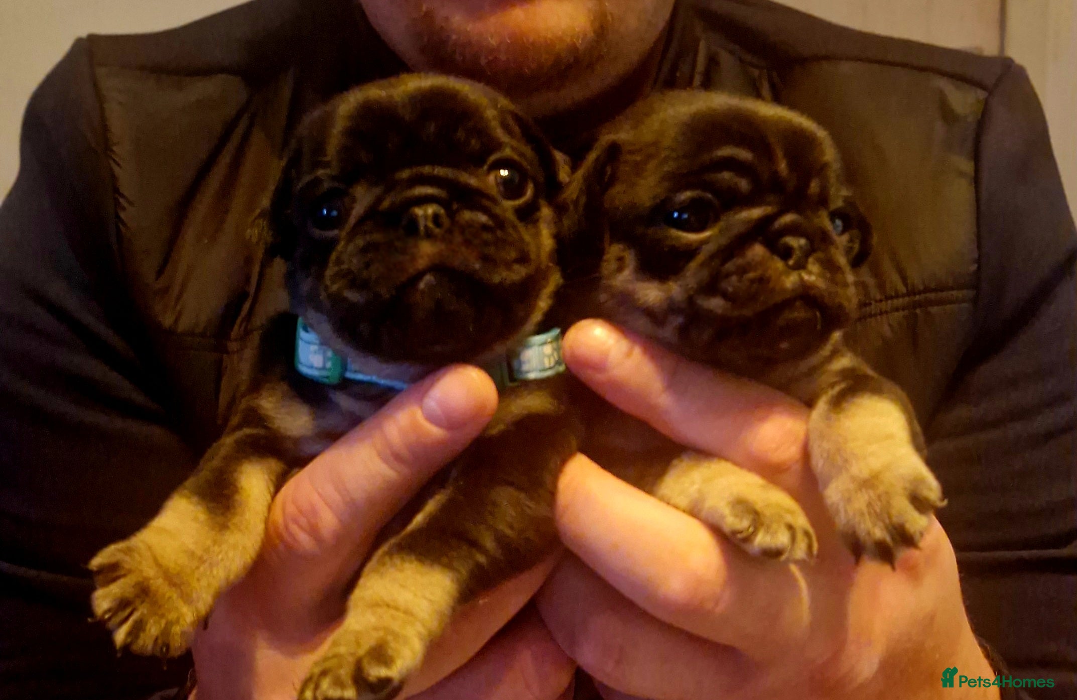 Pug dogs Female & Male pug puppies - Advert 1