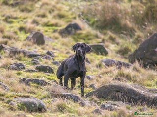 Labrador Retriever dogs in Holmfirth - Advert 37