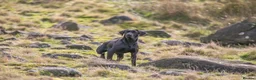 Labrador Retriever dogs for stud: Working KC Labrador for stud in Holmfirth - Advert 1