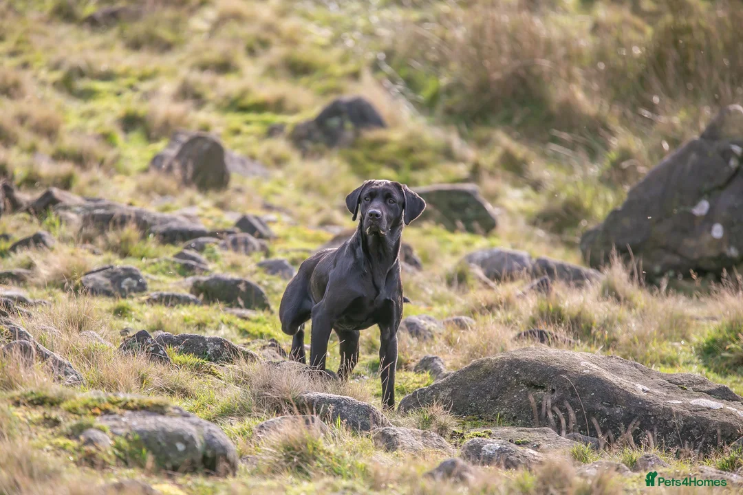 Labrador Retriever dogs for stud: Working KC Labrador for stud in Holmfirth - Advert 1