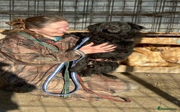 Mixed Breed dogs for adoption: Dagry - Norwich Norfolk  - Advert 3