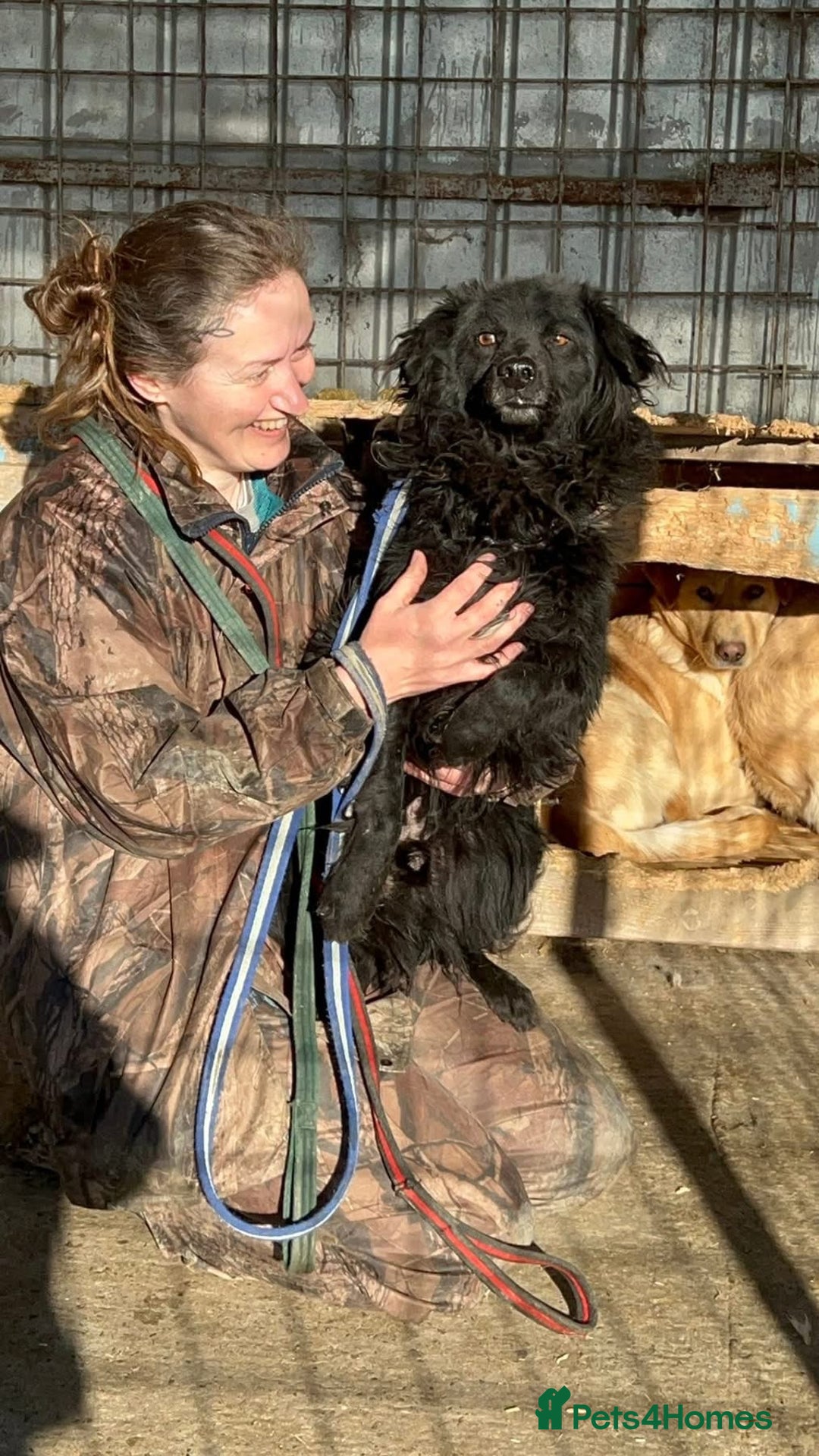 Mixed Breed dogs for adoption: Dagry - Norwich Norfolk  - Advert 3