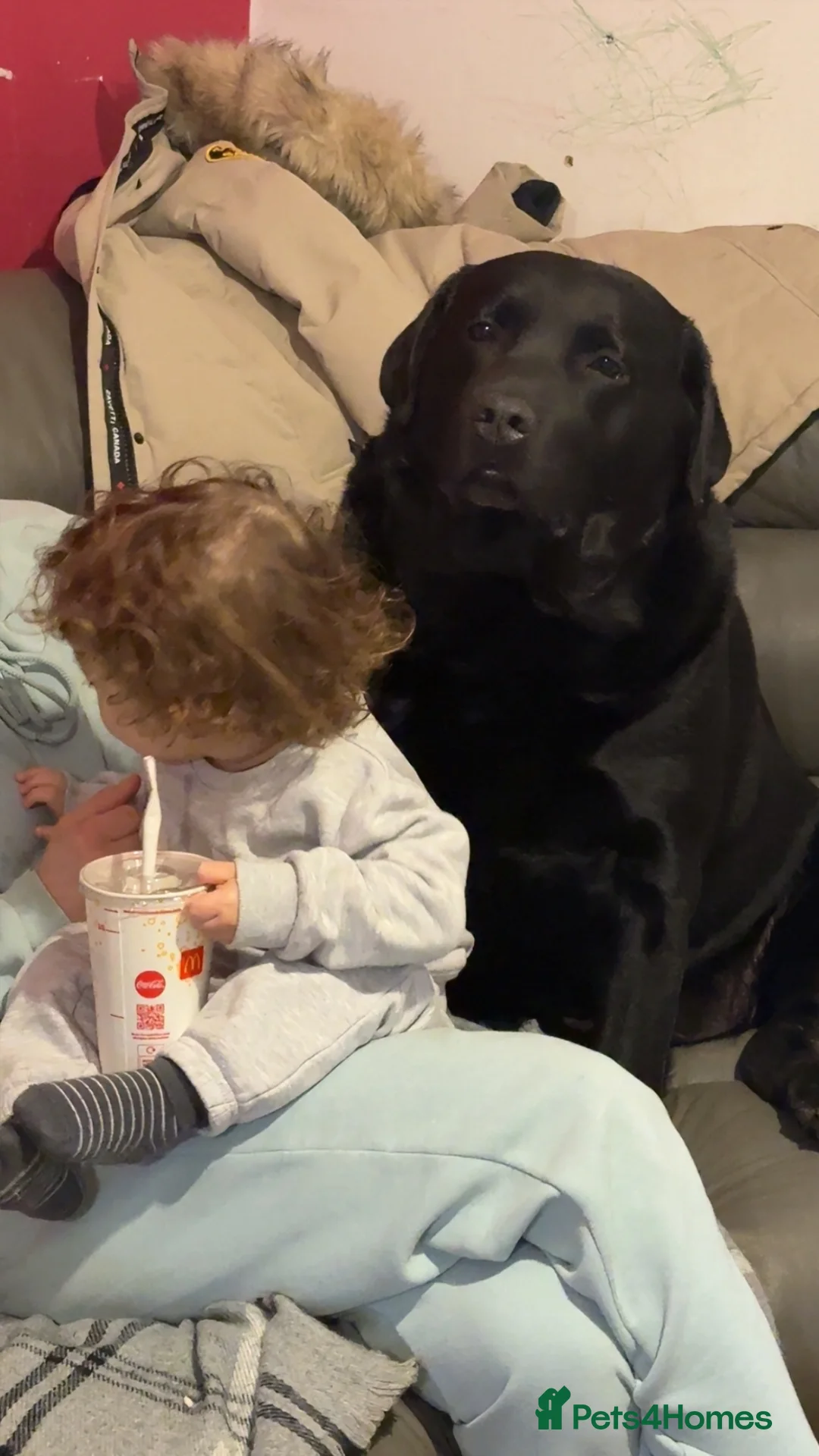 Labrador Retriever dogs for sale:  please read description - Advert 2
