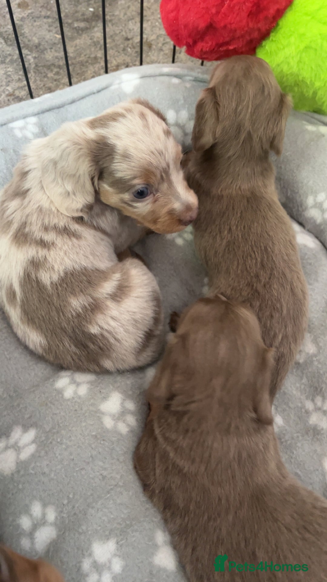 Miniature Dachshund dogs for sale: Mini longhaired Isabella/tan Dachshunds VACCINATED - Image 21