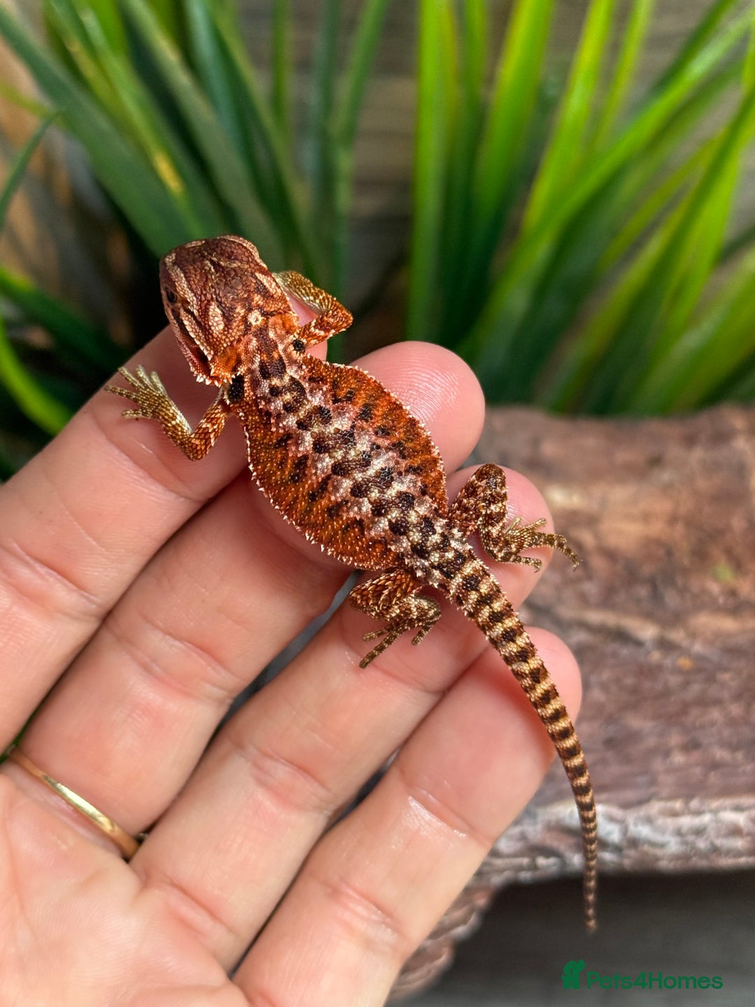 Bearded Dragon reptiles for sale: Insane Red Monster Bearded Dragon - Image 5