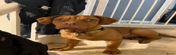 Mixed Breed dogs for sale: Dogue de Bordeaux Cross - Advert 2