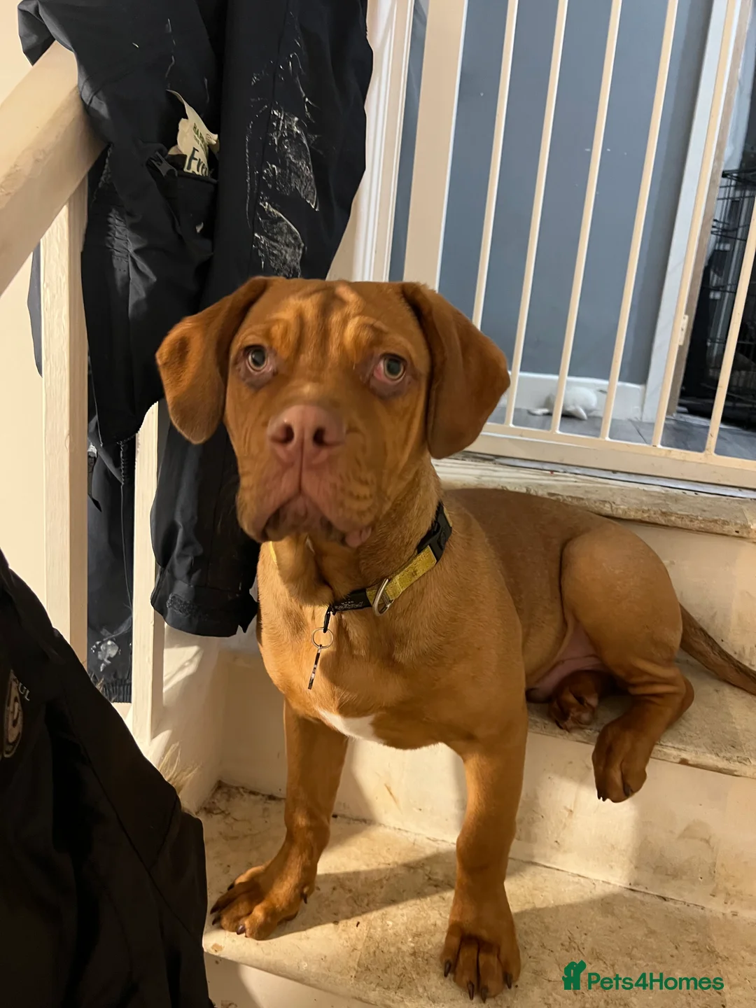 Mixed Breed dogs for sale: Dogue de Bordeaux Cross - Advert 2