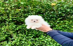 Pomeranian dogs for sale: Teddy face🐼Top quality🏆Very Tiny  - Image 10