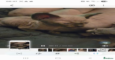 Sphynx cats Purebred sphynx kittens - Advert 13