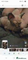 Sphynx cats Purebred sphynx kittens - Advert 5