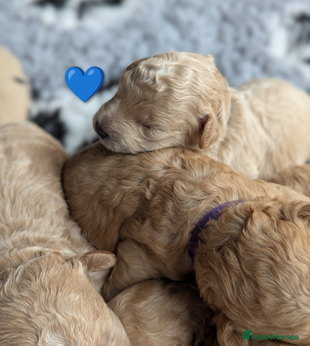 Poochon dogs for sale: 🐾 Adorable F1b Poochon Puppies - Ready November🐾 - Image 39