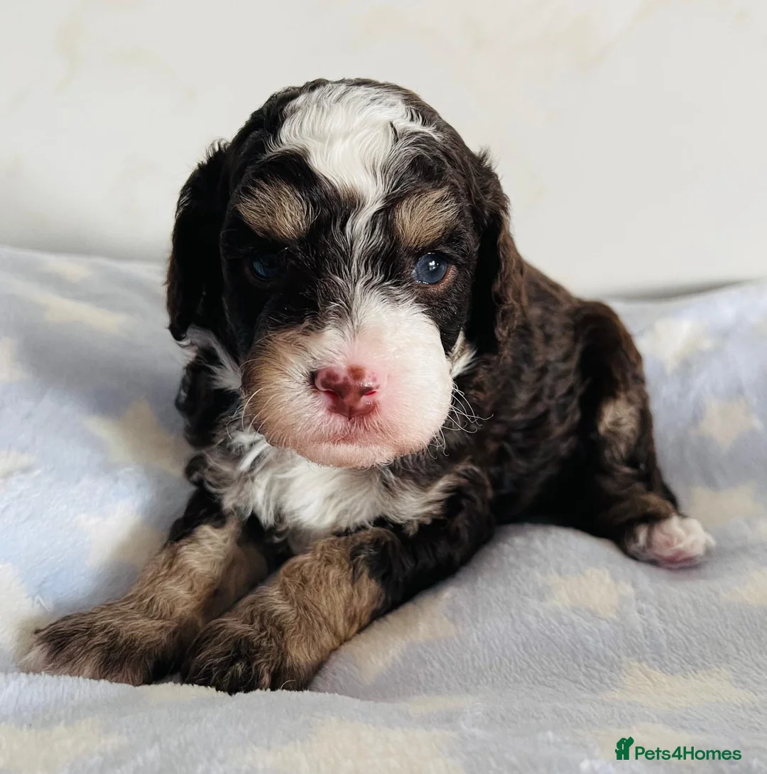 Cockapoo dogs for sale: Fully DNA tested stunning Cockapoo puppies - Advert 13