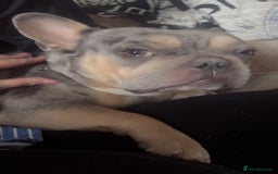 French Bulldog dogs for sale: French bulldog  - Image 2