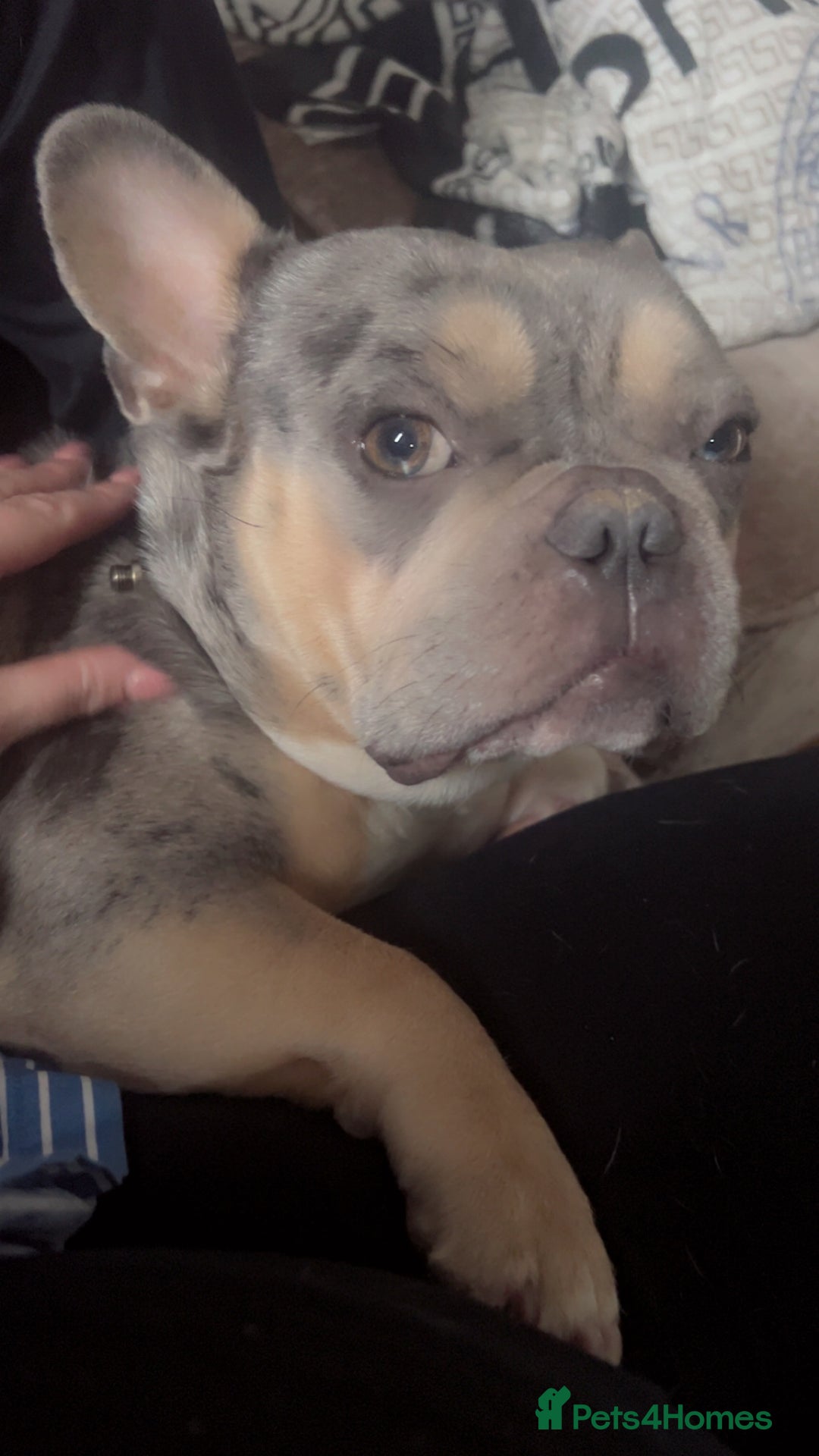 French Bulldog dogs for sale: French bulldog  - Image 2