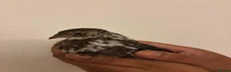 Quail poultry for sale: 6 Japanese Coturnix Quail x6 (2 Males & 4 Females) - Advert 16