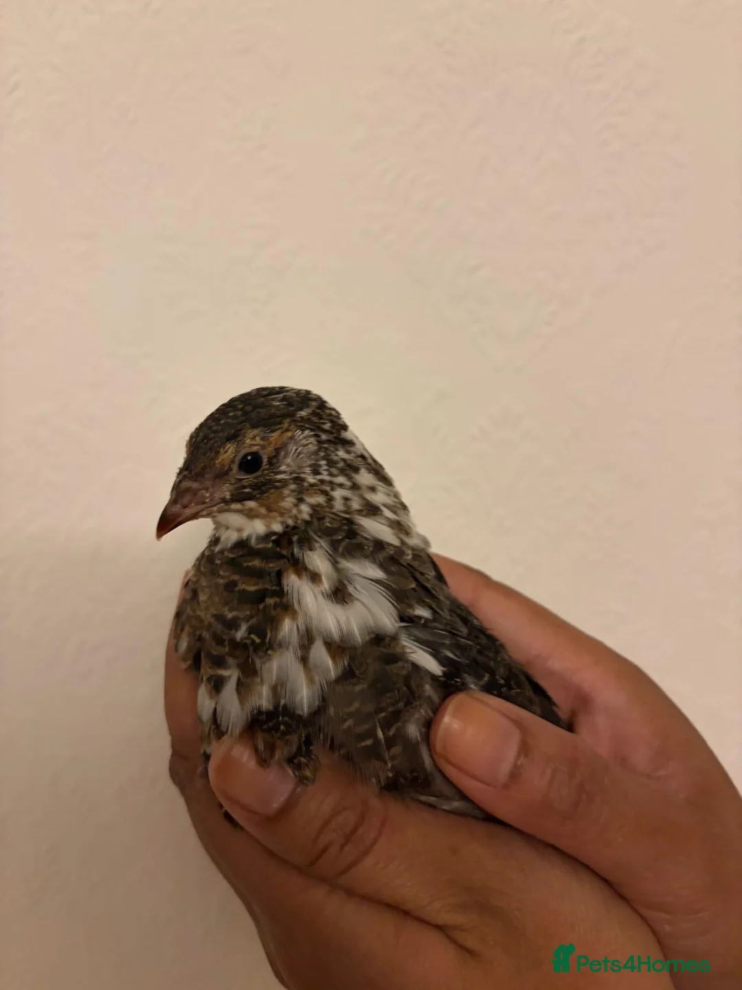 Quail poultry for sale: 6 Japanese Coturnix Quail x6 (2 Males & 4 Females) - Advert 16