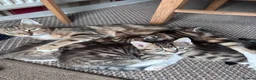 Mixed Breed cats for sale: 5 beautiful kittens  - Advert 1