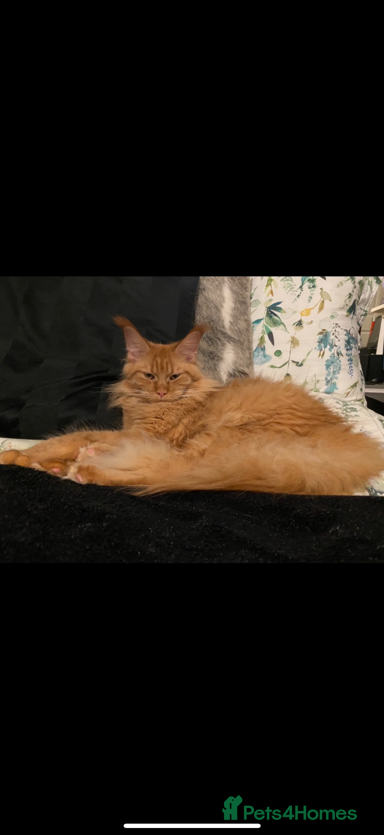 Maine Coon cats Maine Coon ex queen - Advert 1