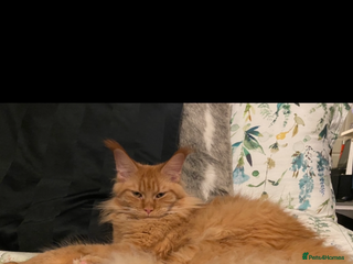 Maine Coon cats Maine Coon ex queen - Advert 1