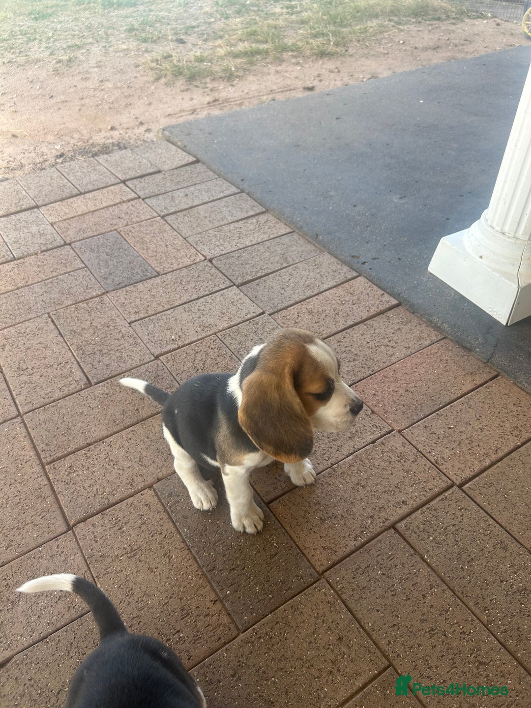Beagle dogs for sale: Beautiful beagle puppies for sale  - Image 2