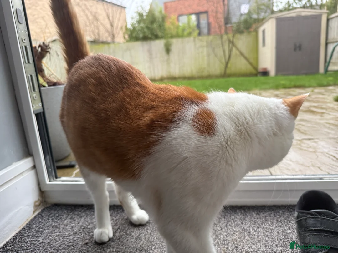 British Shorthair cats for sale: Lovely 2 years white and ginger cat - Advert 3