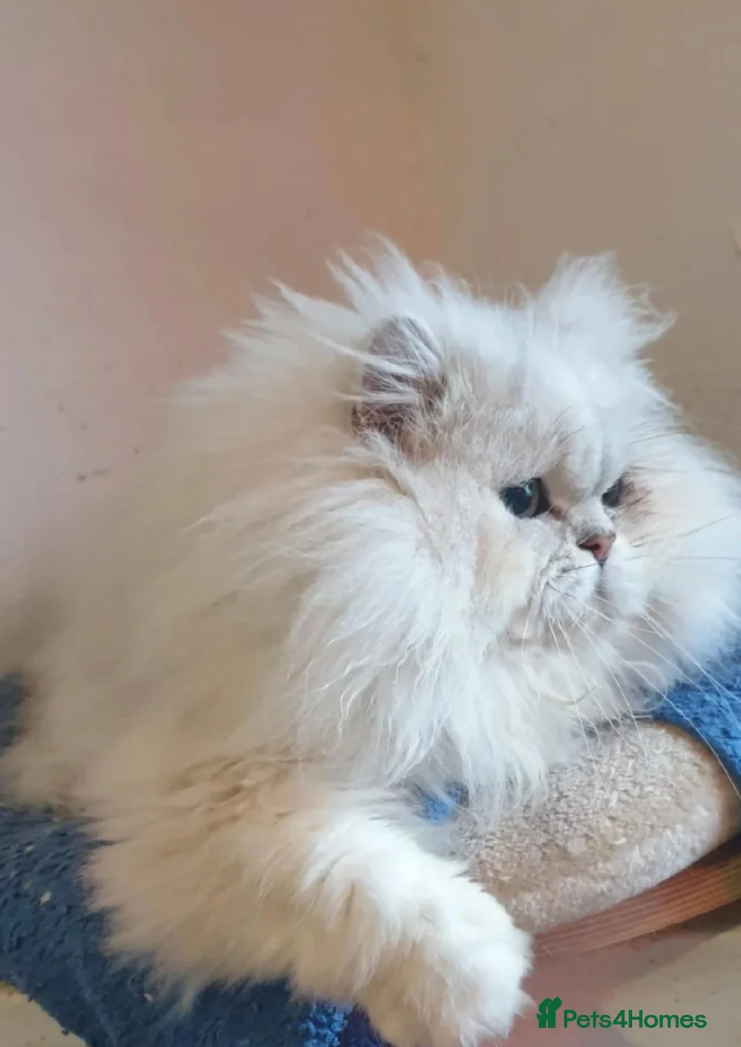 Persian cats for stud: ❤️PKD Clear Pedigree Chinchilla Persian Stud❤️ - Advert 4