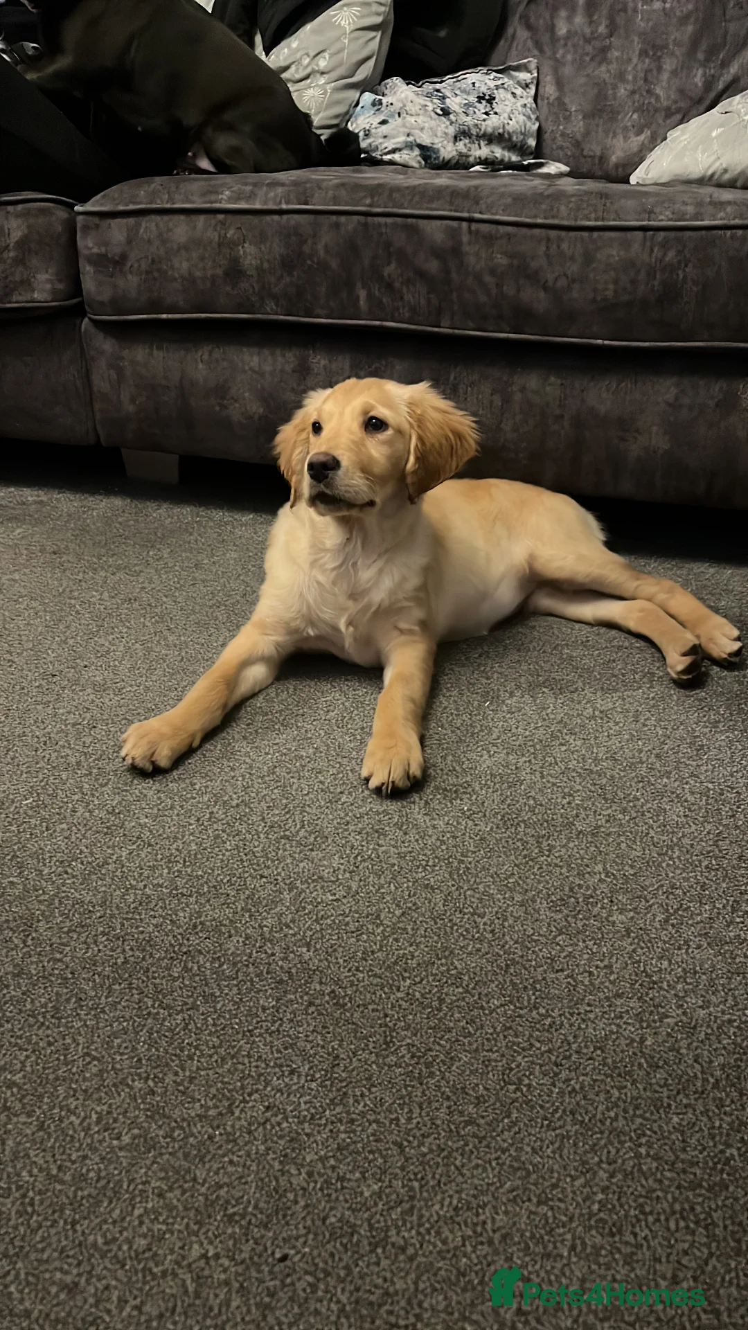 Golden Retriever dogs for sale: Exceptional Golden Retriever-Loving Temperament  in Port Talbot - Advert 10