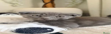 Scottish Fold 4