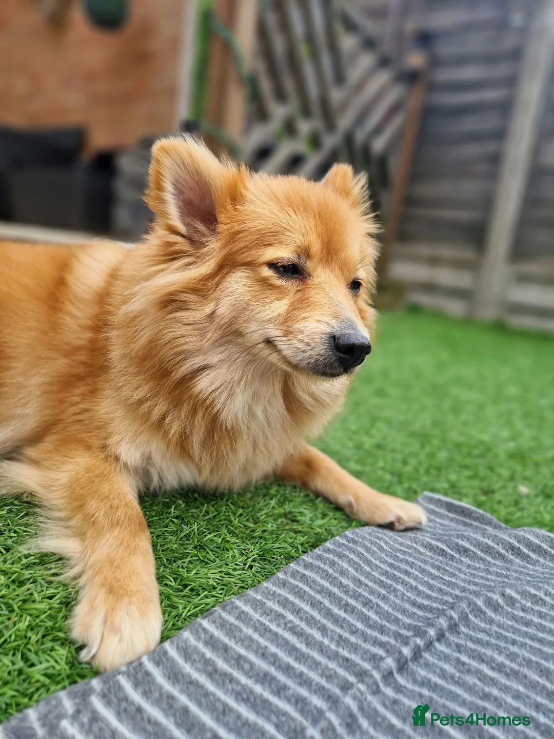 Pomeranian dogs for sale: 3 year old female Pomeranian - Advert 2