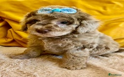 Cavapoo dogs for sale: TOY Fluffy Cavapoo’s From Health Tested Parents - Image 4