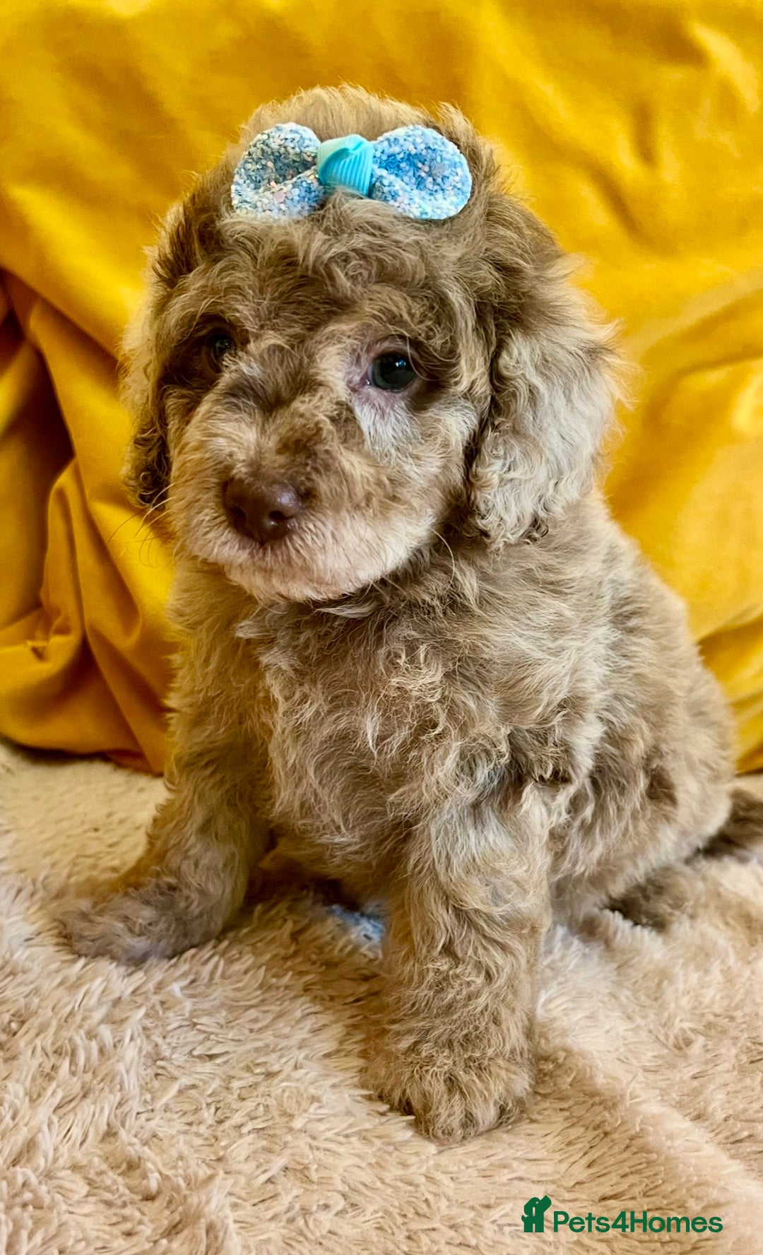 Cavapoo dogs for sale: TOY Fluffy Cavapoo’s From Health Tested Parents - Image 4