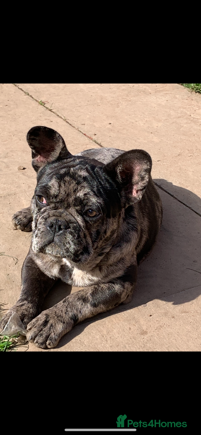 French Bulldog dogs Merle 1 year old French bulldog  - Advert 1