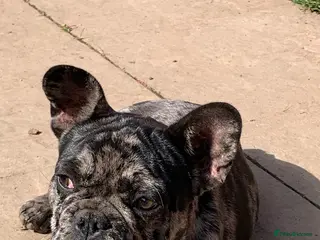 French Bulldog dogs Merle 1 year old French bulldog - Advert 1