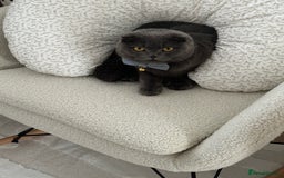 Scottish Fold cats for sale: Loving Scottish Fold  - Image 2
