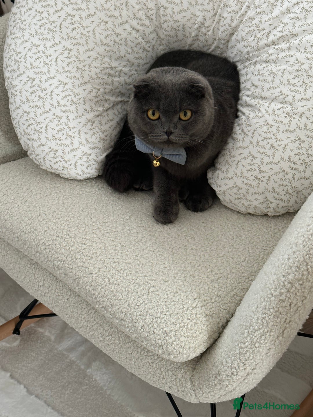 Scottish Fold cats for sale: Loving Scottish Fold  - Image 2