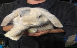 Mini Lop rabbits for sale: Mini lop bunnies for sale  - Image 13