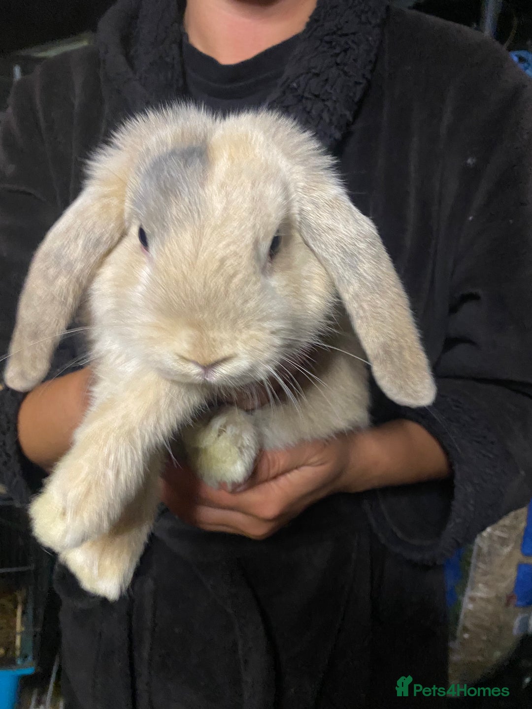 Mini Lop rabbits for sale: Mini lop bunnies for sale  - Image 13