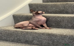 Sphynx cats for sale: Canadian Sphynx male  - Advert 6